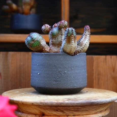 ユーフォルビア  オベサ hyb.／Euphorbia obesa hyb.   no.60534