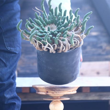 ユーフォルビア エスクレンタ   Euphorbia esculenta     no.22807
