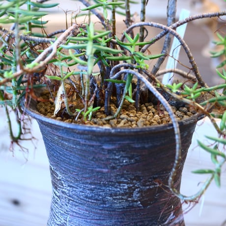 Crassula tetragona × joint pot   no.107112