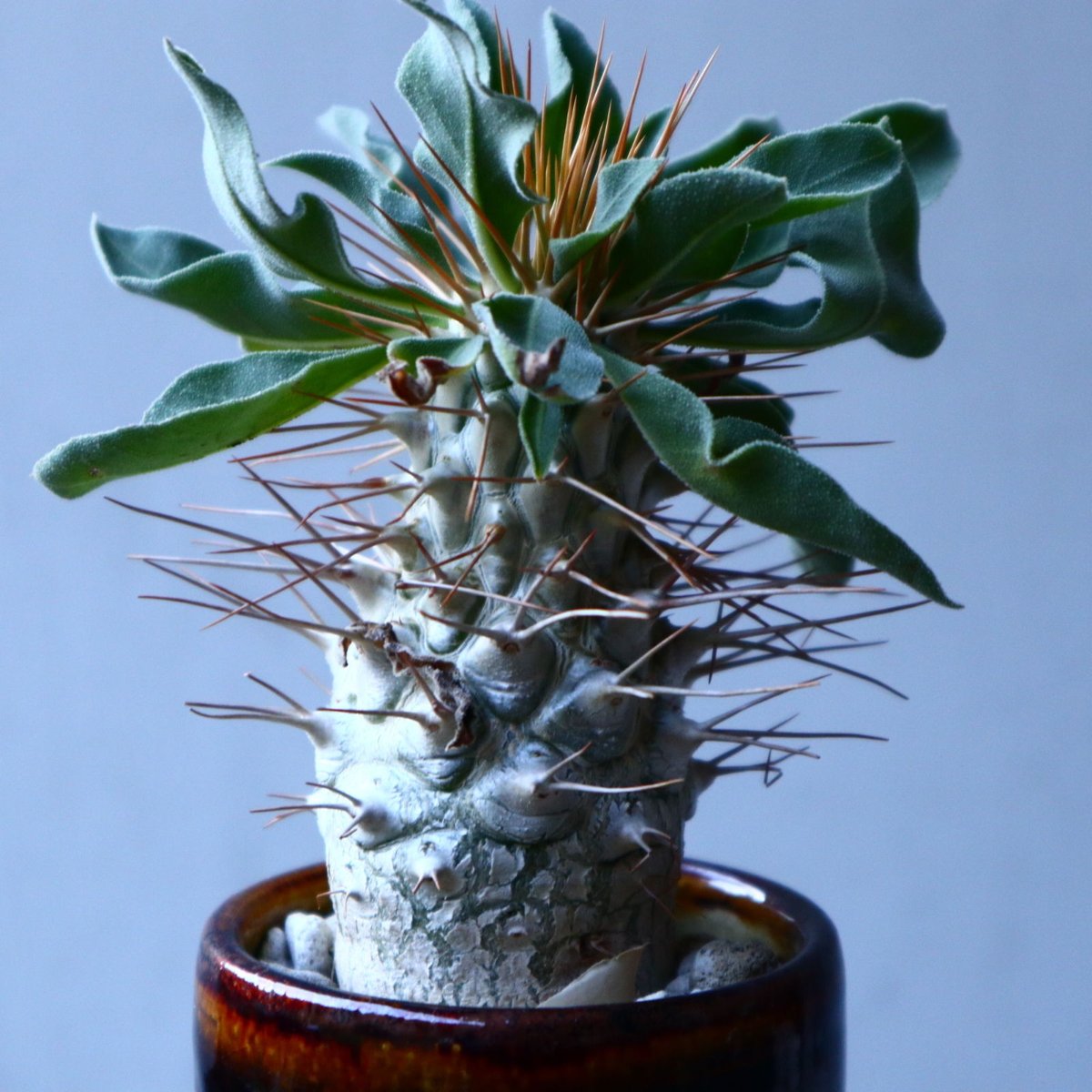 パキポディウム ナマクアナム 光堂 Pachypodium namaquanum n