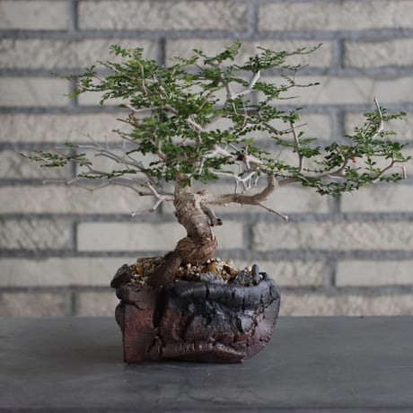 Operculicarya  pachypus × Fumio Kadoya (5号)  no.614/1