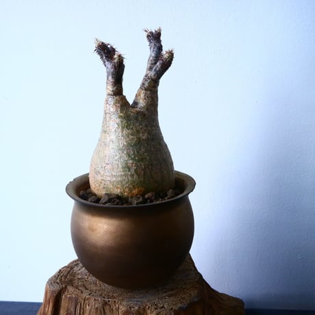 パキポディウム グラキリス Pachypodium rosulatum var. gracilius  No.31027