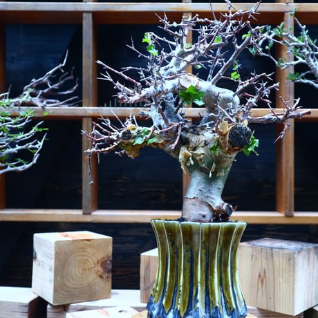 コミフォラ エミニー ／Commiphora eminii   no.52305