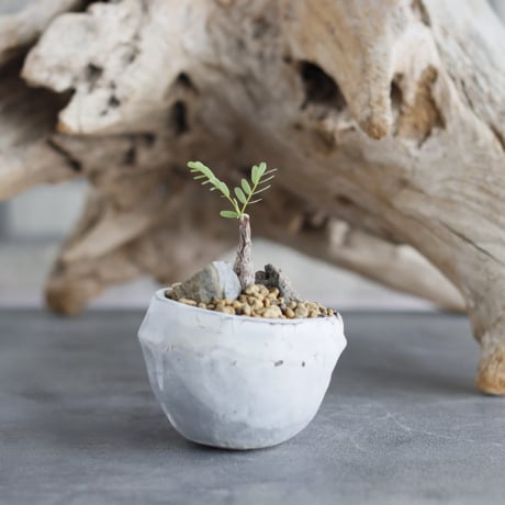 Senna meridionalis × takero pot (2.5号)  no.629-27