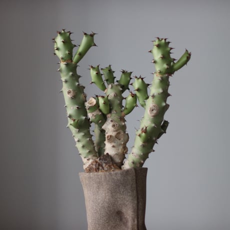 Euphorbia tortilis × Kika Suzuki / PLANETX (5号)  no.511/15
