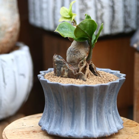 ザミオクルカス ザミフォーリア / Zamioculcas zamiifolia   no.31931