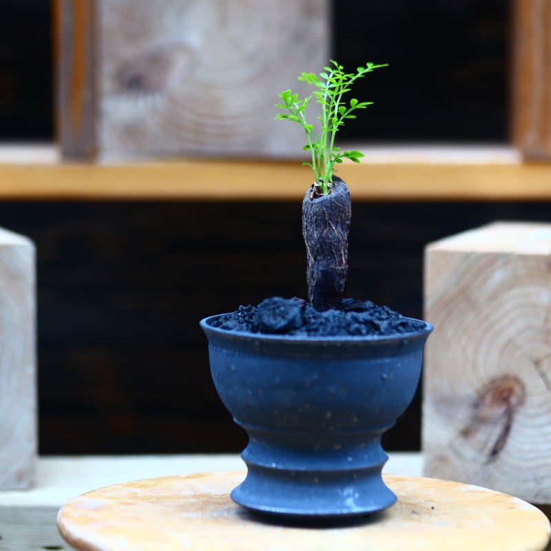 オペルクリカリア パキプス 根挿し／Operculicarya pachypus