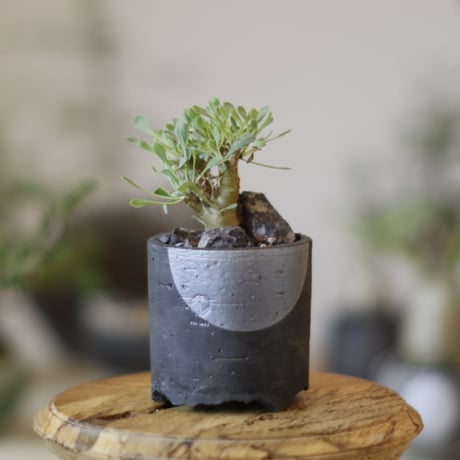 オトンナユーフォルビオイデス | STORES