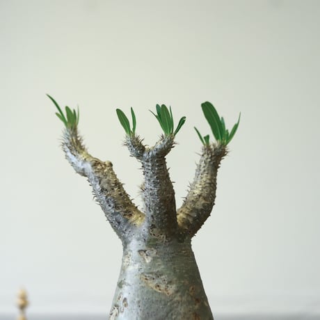 パキポディウム イノピナツム / Pachypodium Inopinatum   no.52112