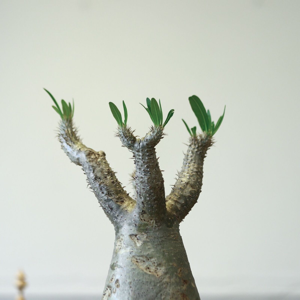 パキポディウム イノピナツム Pachypodium inopinatum Pachypodium inopinatum （パキポディウム イノピナツム）BBY流