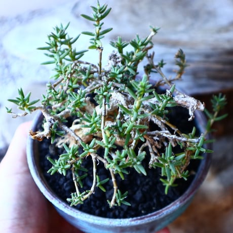 トリコディアデマ     デンスム   紫星晃    ×    Trichodiadema densum   no.11230