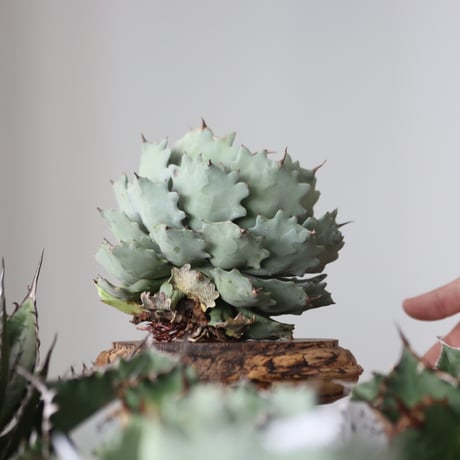 Agave Isthmensis / Style of Chika　no.42189