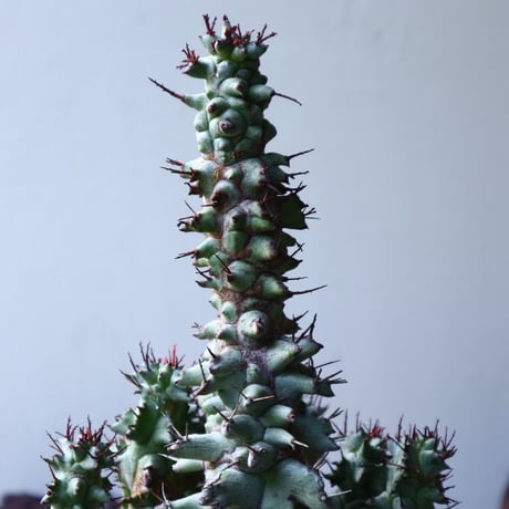 ユーフォルビア   ホリダ モンスト    Euphorbia horrida f. monstruosa   no.008