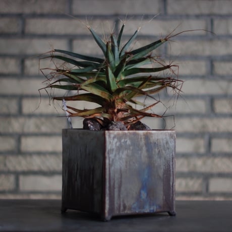 Leuchtenbergia principis × Yuuya Morikawa / PLANETX (5号)  no.830-1