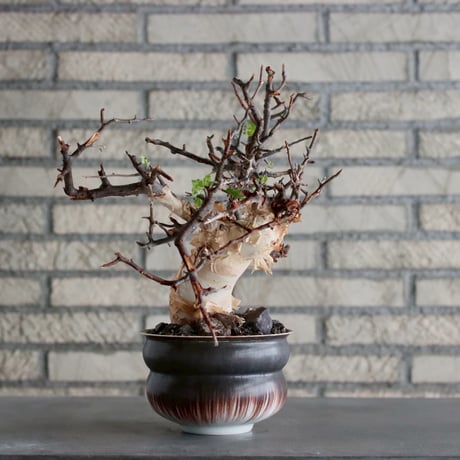 Commiphora kataf (pure) × 山山 特別共作鉢 (5号)  no.1019/2