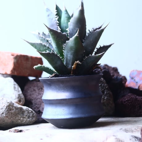 アガベ チタノタ     Agave titanota    no.42697