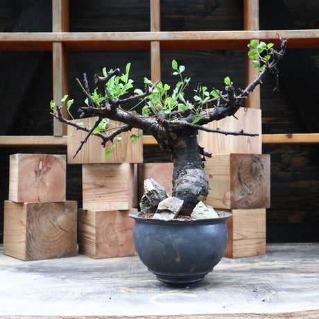コミフォラ ボラネンシス／Commiphora boranensis  no.91808