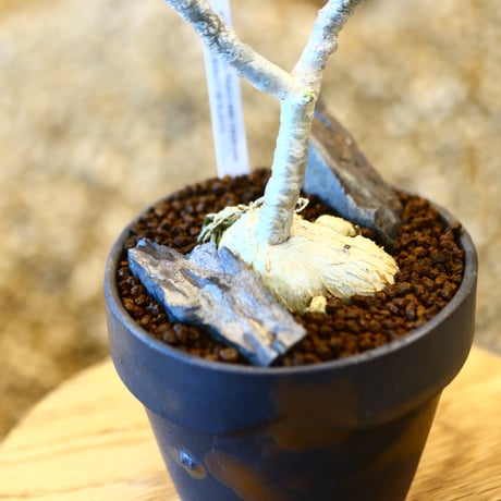 Euphorbia ambovombensis × YAMABACHI var. takero pot  no.11432