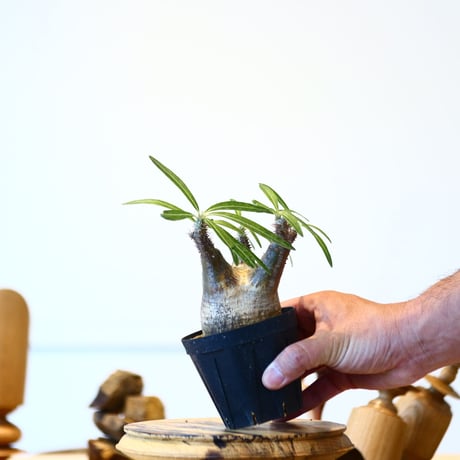 パキポディウム  グラキリス / Pachypodium  gracilius   no.52816