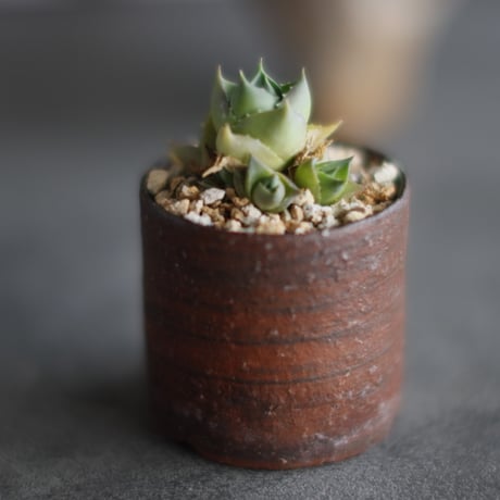 Agave Pixie Blue Glow 極姫 × 備前鉢1.5号 / BANKSIA WORKS  no.607-32