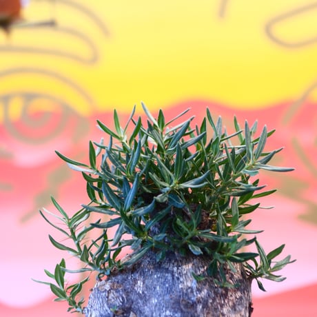 Pachypodium bispinosum × たけろうポット    no.107132