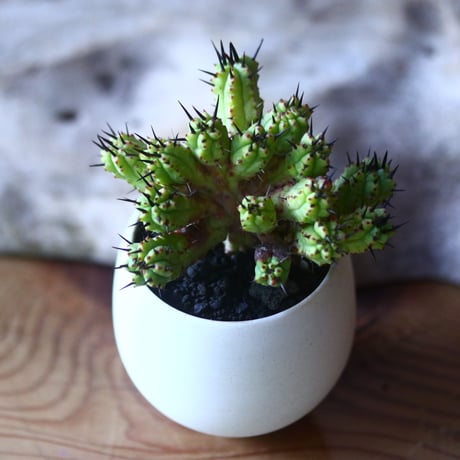 ユーフォルビア  紅彩閣  Euphorbia enopla  no.70513