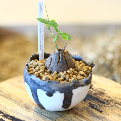 たけろうポット × Dioscorea elephantipe    no.110505