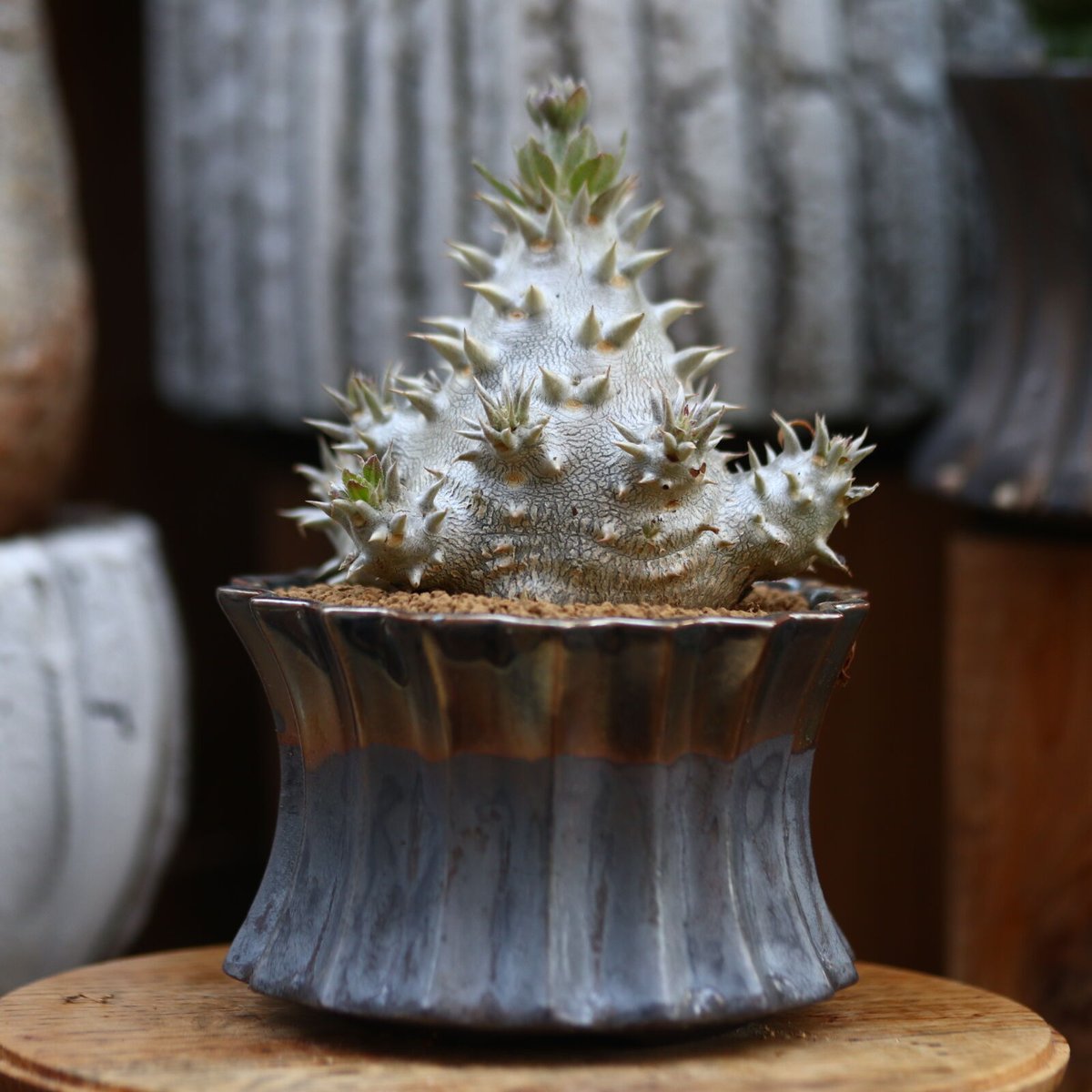 パキポディウム 恵比寿大黒 / Pachypodium Densicaule no.