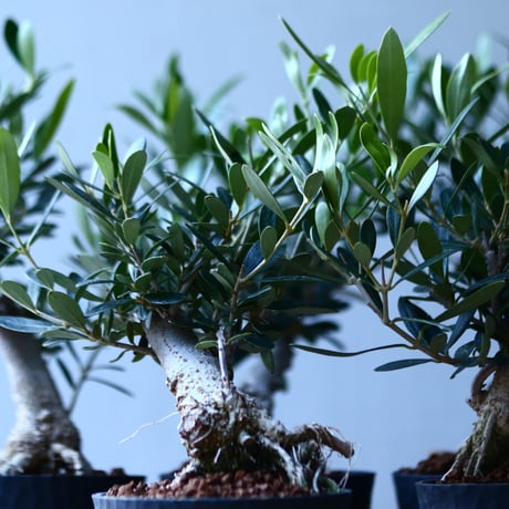 オリーブ　Olea europaea　 no.110846-5