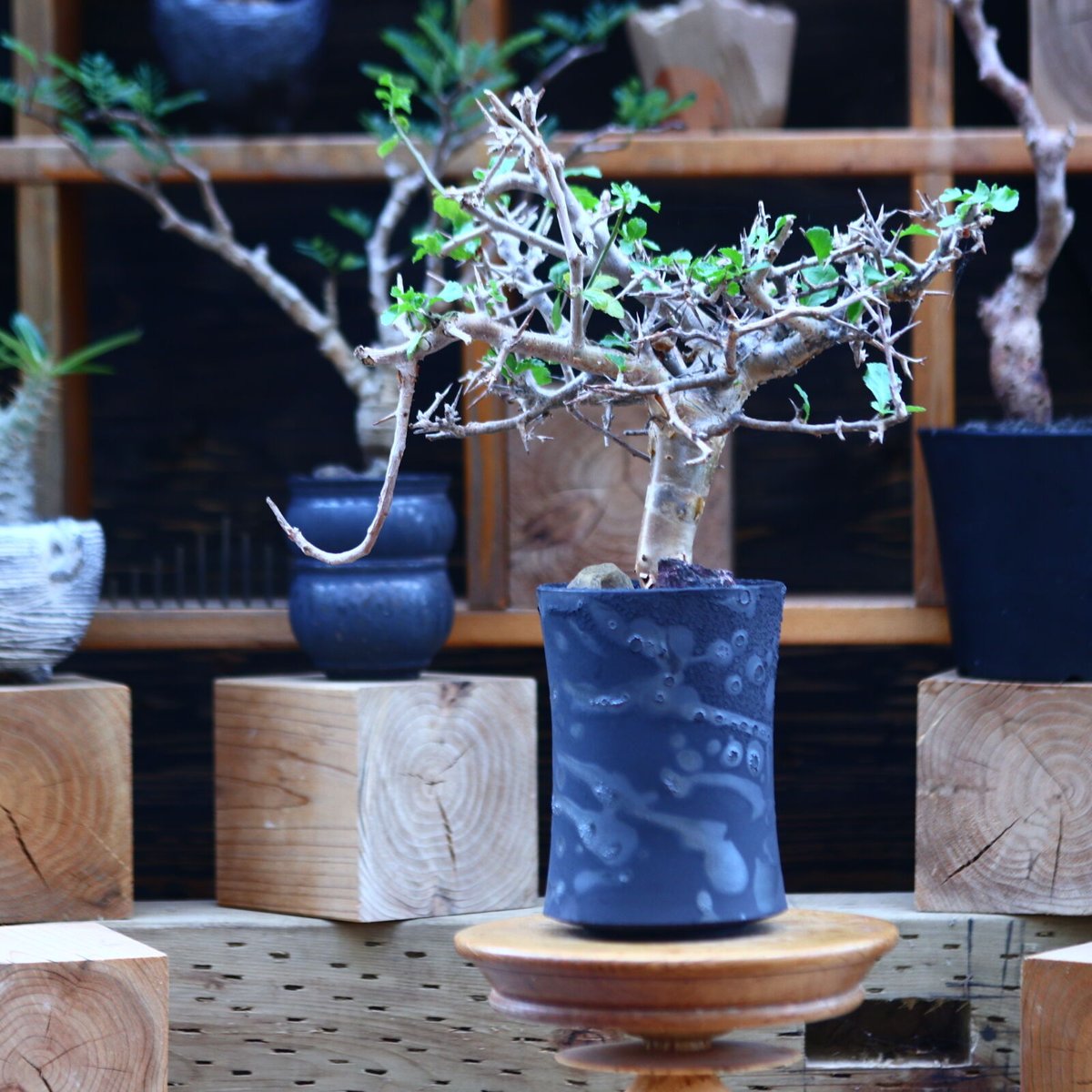 コミフォラ ワイティ／Commiphora wightii no.82909 | 芽の巣山