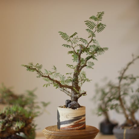 Senna meridionalis × N/OH (3号)  no.1123/9