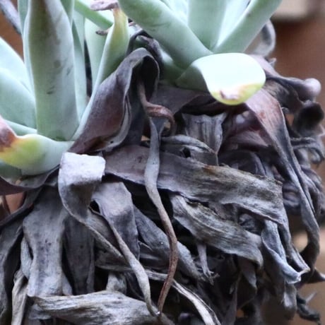 ダドレア クサンチ／ Dudleya xantii  no.92529