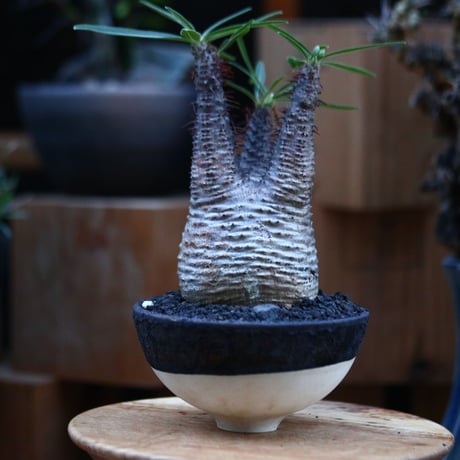 パキポディウム  グラキリス／Pachypodium  gracilius       no.120551