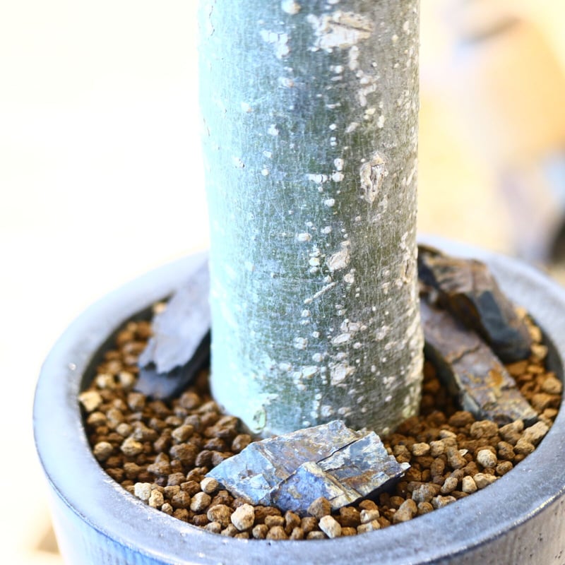 アデニア　ペリエリ アデニア ペリエリ Adenia perrieri | mana's farm:塊根植物