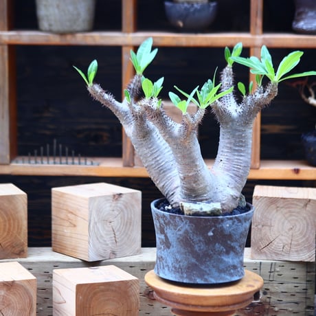 パキポディウム  マカイエンセ／Pachypodium Makayense       no.82206