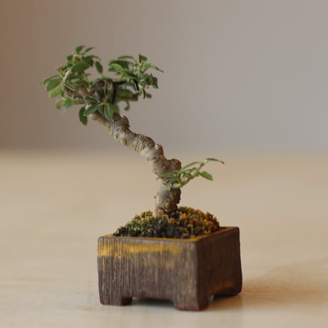 ツゲ / YOSHIZAWA3-SHOHINBONSAI   no.223-8