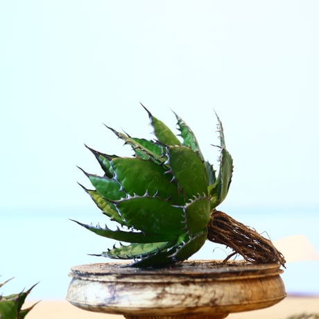 Agave horrida / Style of Chika   no.1015/79
