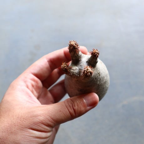 パキポディウム グラキリス 抜苗  Pachypodium rosulatum var. gracilius no.92909