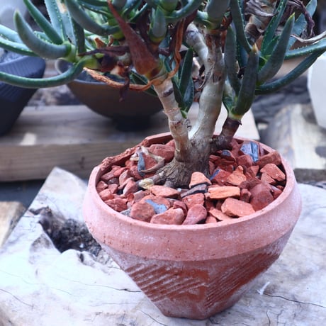アロエ   ラモシシマ    Aloe ramosissima      no.41815