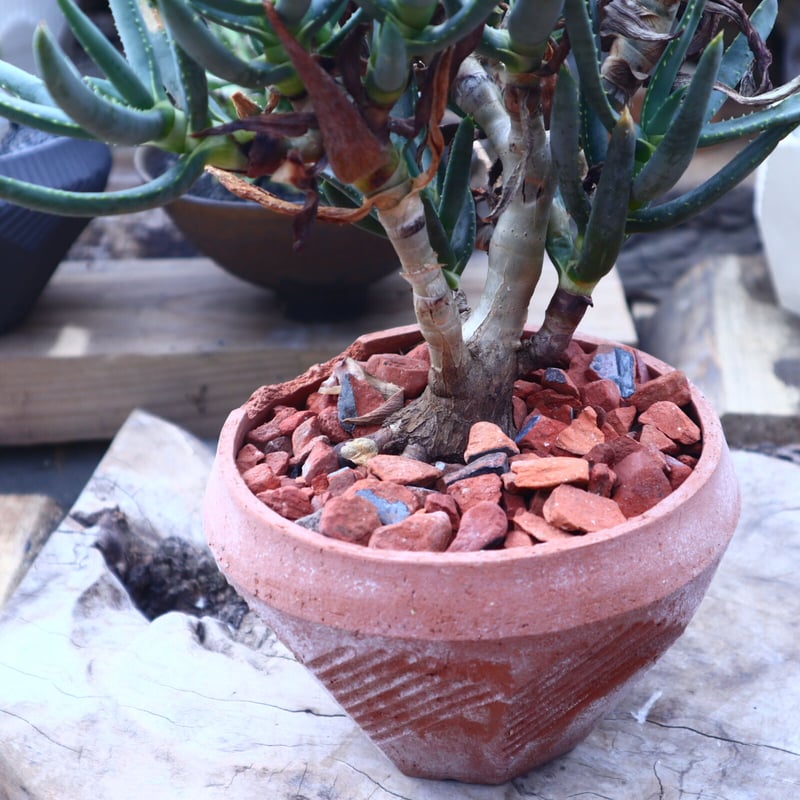 アロエ ラモシシマ Aloe ramosissima no.41815 |