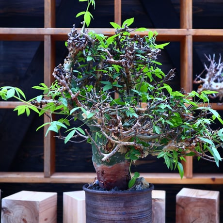 コミフォラ エミニー ／Commiphora eminii   no.60644