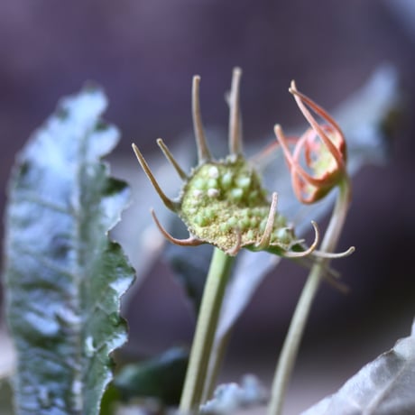 ドルステニア フォエチダ   Dorstenia foetida  no.006