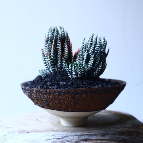 ハオルチア   十二の巻　Haworthia fasciata     no.12612