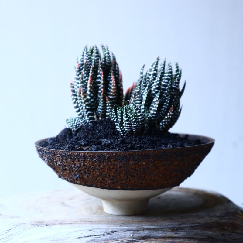 ハオルチア 十二の巻 Haworthia fasciata no.12612 |