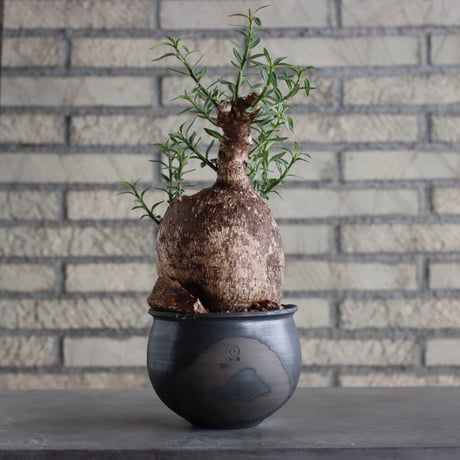 Pachypodium bispinosum × N/OH (4.5号)  no.817-23