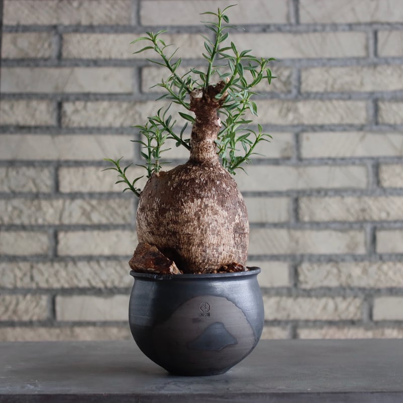 恵比寿笑い N/OH鉢 発根済み パキポディウム ブレビカウレ 現地球