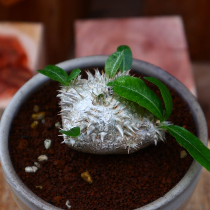 パキポディウム ブレビカウレ 恵比寿笑い(実生)／Pachypodium brevicle