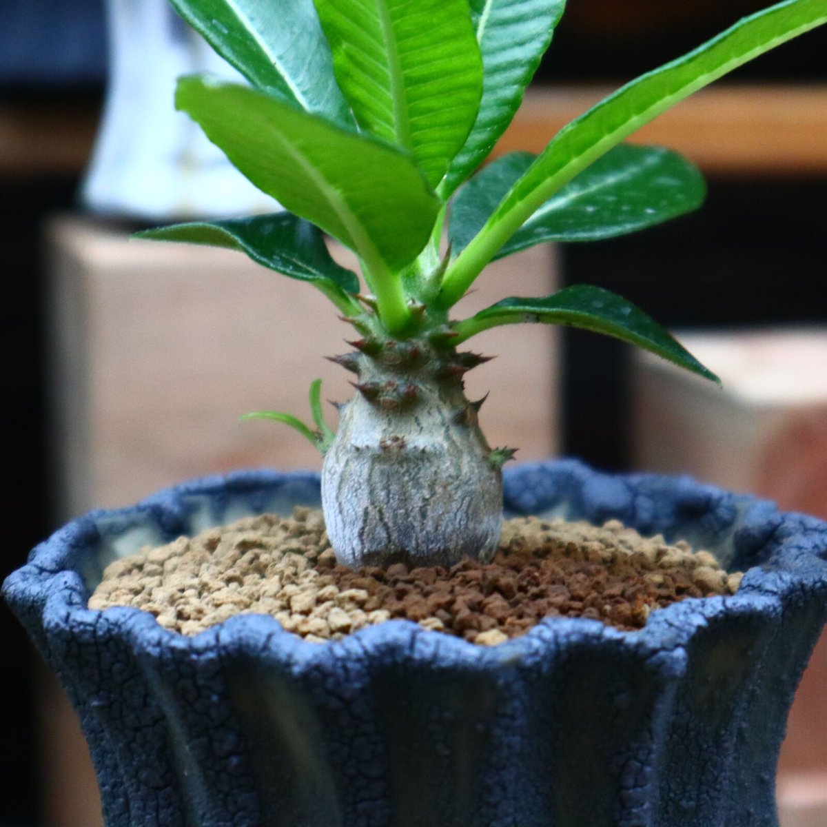 パキポディウム ウィンゾリー実生／Pachypodium baronii var