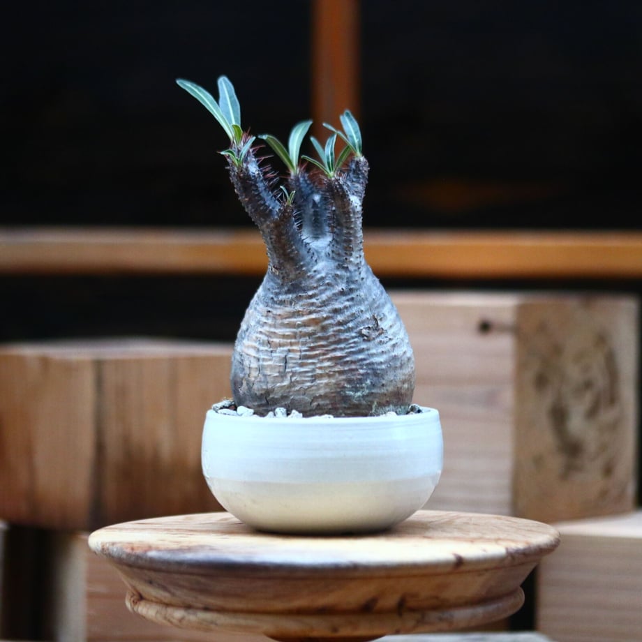 61739b722b3ca1718d61a1e0