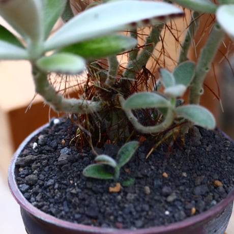 カランコエ  トメントーサ 月兎耳／Kalanchoe   tomentosa  no.91961
